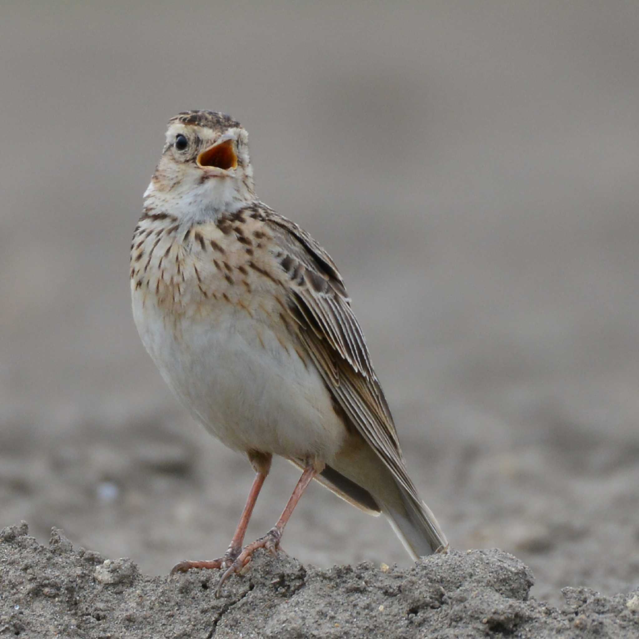 Photo of Eurasian Skylark at 千葉県松戸市 by Johnny cool