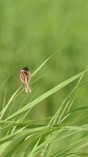 Ochre-rumped Bunting 茨城県龍ヶ崎市 Sun, 6/13/2021