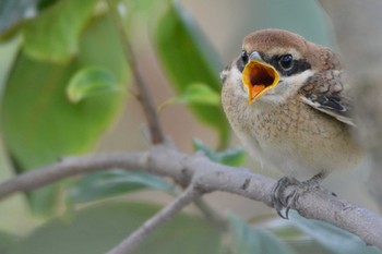 Bull-headed Shrike 千葉県松戸市 Tue, 6/15/2021