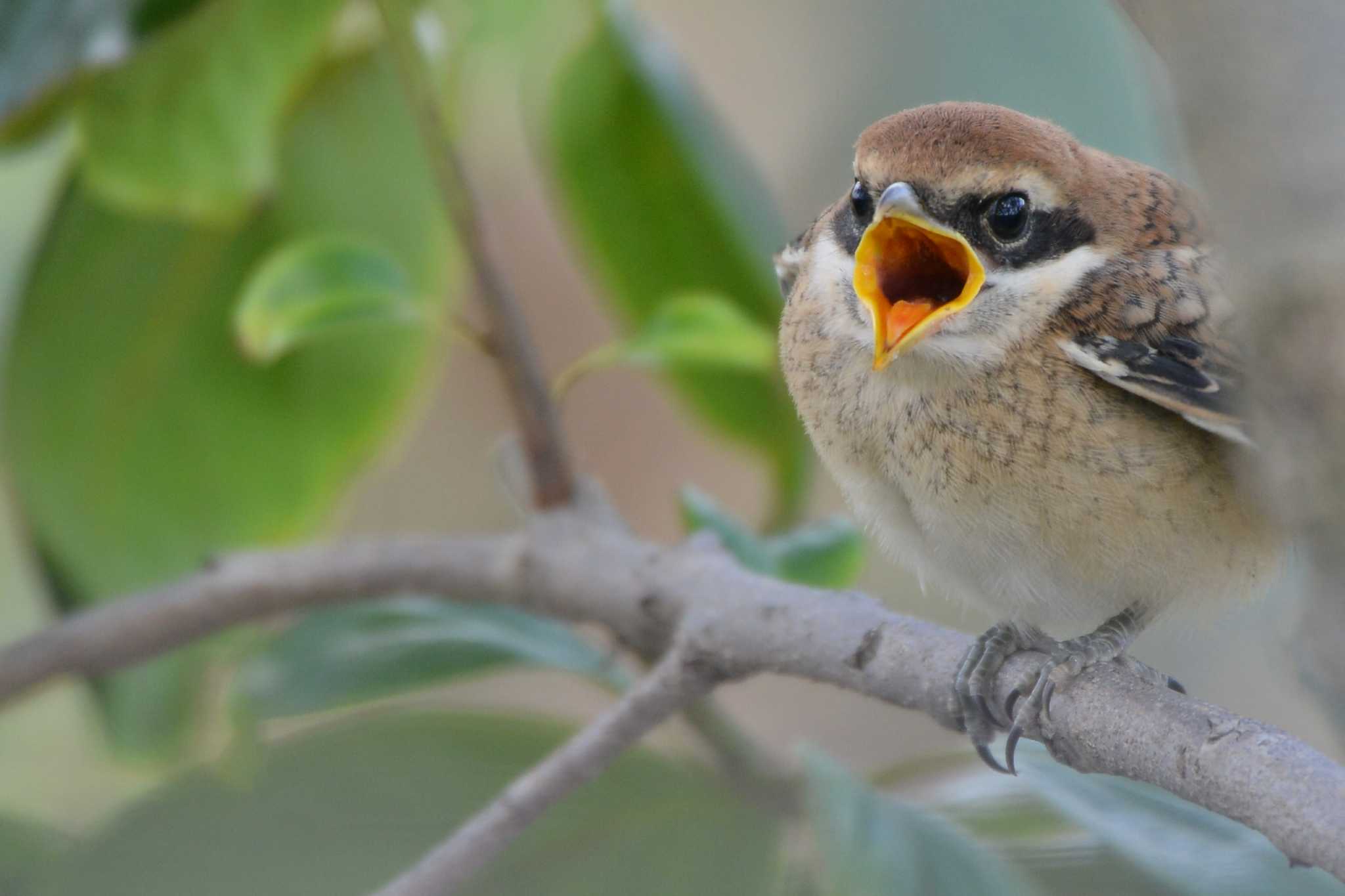 Photo of Bull-headed Shrike at 千葉県松戸市 by Johnny cool