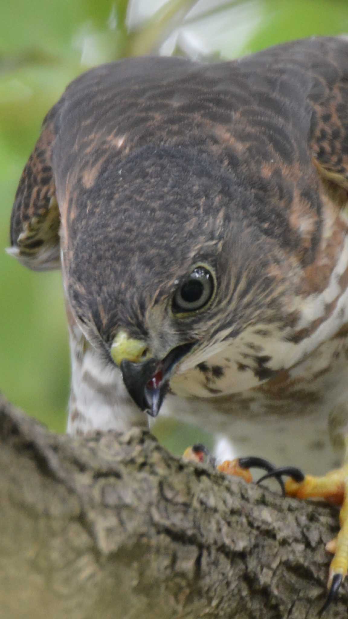 Photo of Japanese Sparrowhawk at 東京都 by Johnny cool