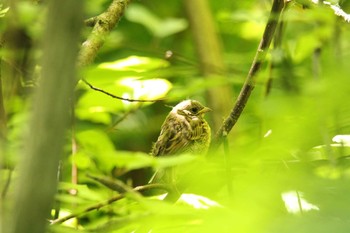 Masked Bunting 十勝地方 十勝エコロジーパーク Fri, 6/25/2021