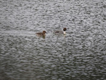 オナガガモ 柏の葉公園 2017年3月14日(火)