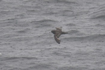 Flesh-footed Shearwater 大洗-苫小牧航路 Sat, 5/22/2021