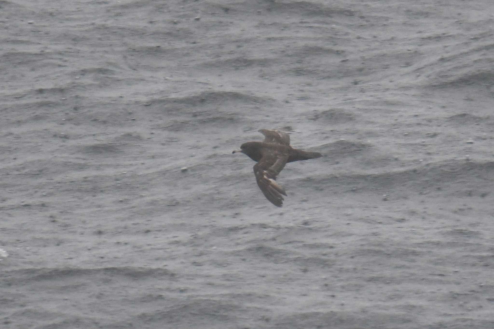 Photo of Flesh-footed Shearwater at 大洗-苫小牧航路 by あひる