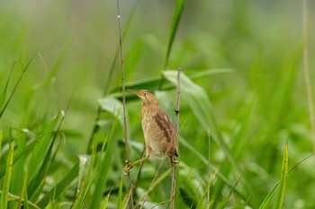 Yellow Bittern 福岡県 鞍手町 Sat, 6/26/2021