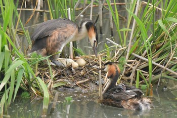 カンムリカイツブリ 場所が不明 2021年6月26日(土)