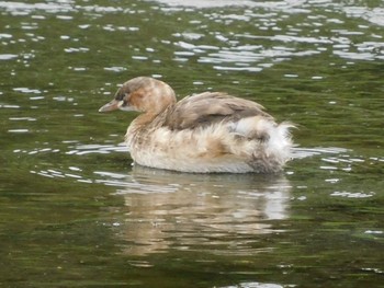 カイツブリ 東京港野鳥公園 2021年6月26日(土)