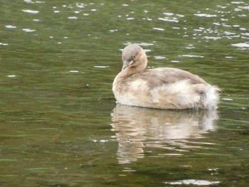 カイツブリ 東京港野鳥公園 2021年6月26日(土)