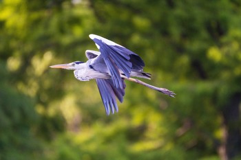 Grey Heron 神戸市 Mon, 6/28/2021