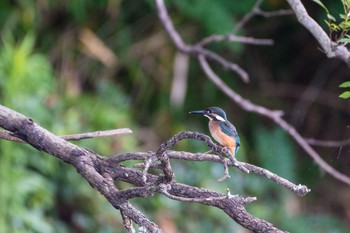 Common Kingfisher 神戸市 Mon, 6/28/2021