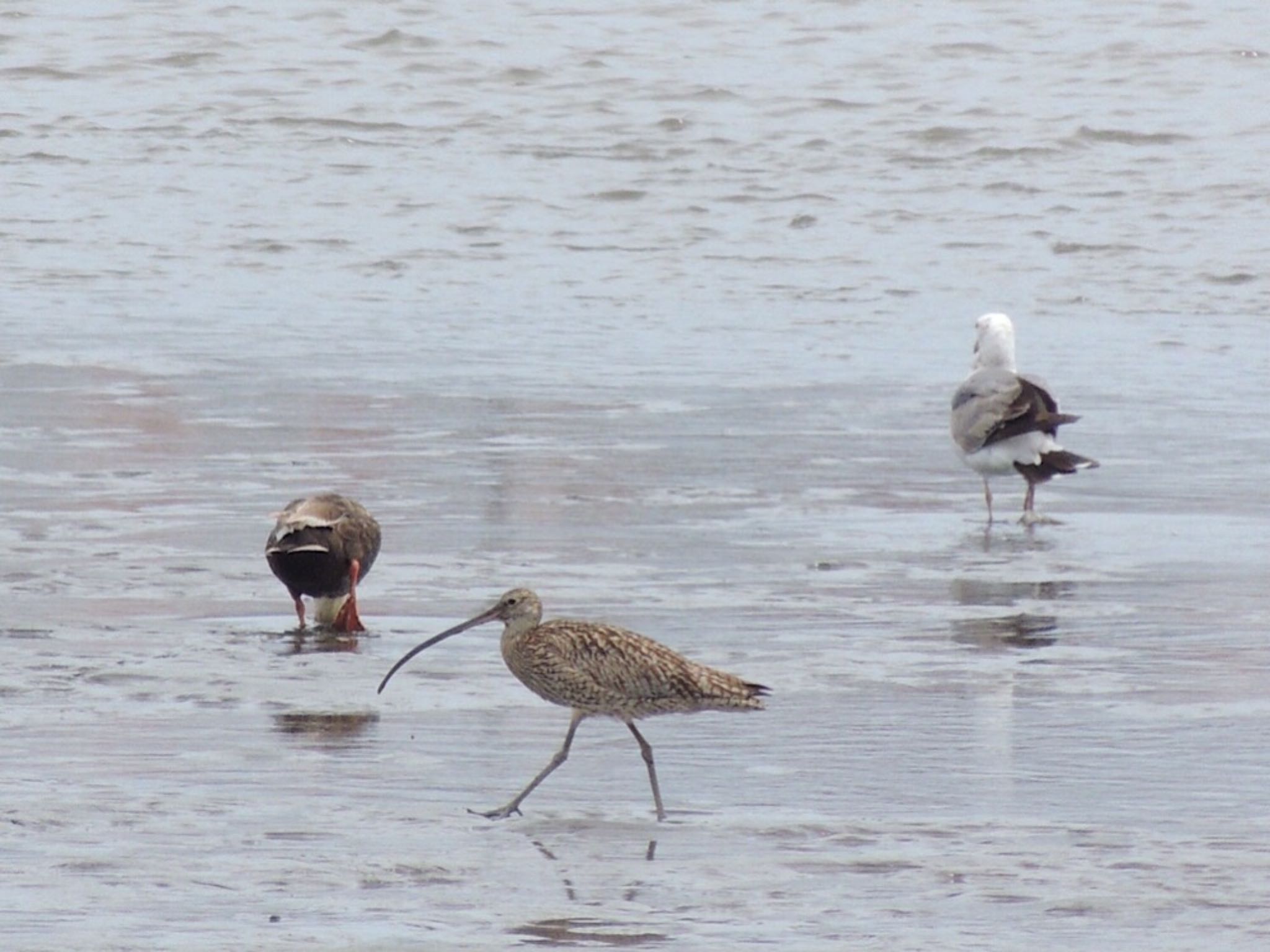 ホウロクシギ