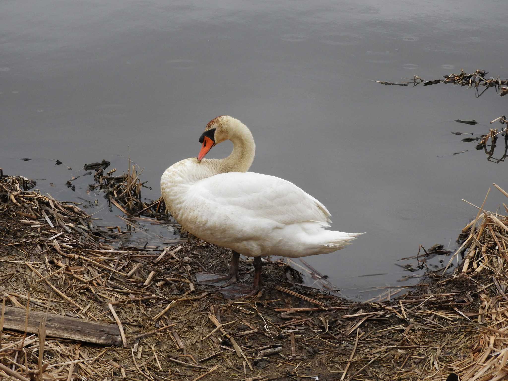 Photo of Mute Swan at Teganuma by SharkGirl