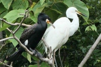 カワウ 不忍池(上野恩賜公園) 2021年6月5日(土)