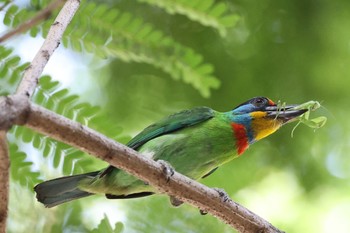 Taiwan Barbet 天和公園(台北) Sat, 6/19/2021