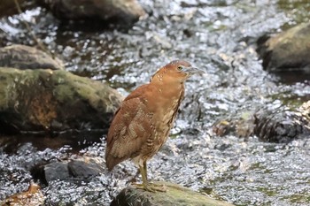 ズグロミゾゴイ 東和公園 2021年6月20日(日)