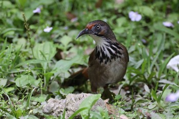 タイワンヒメマルハシ 台北植物園 2021年3月14日(日)