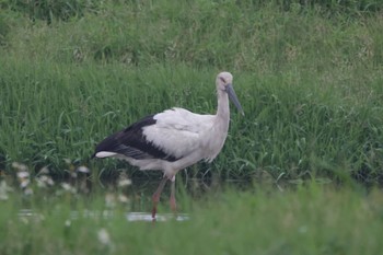 コウノトリ 金山淸水濕地 2021年4月2日(金)