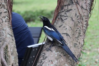 カササギ 大安森林公園 2021年4月10日(土)