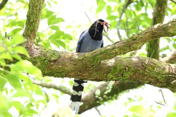 Taiwan Blue Magpie 陽明山前山公園 Sun, 4/11/2021