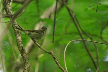 オオルリ 陣馬山 2021年6月12日(土)