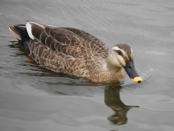 Eastern Spot-billed Duck Teganuma Tue, 3/14/2017