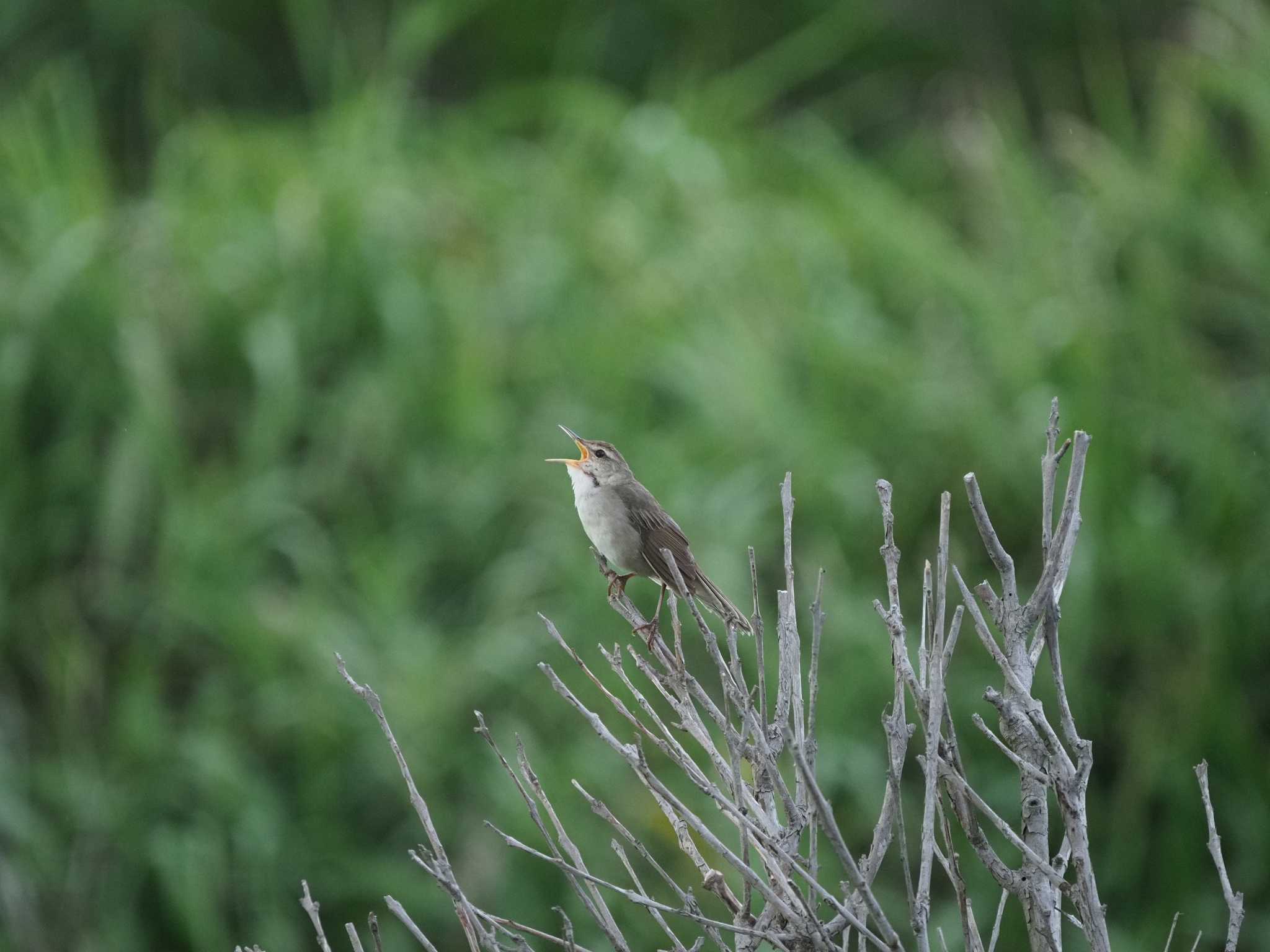 Styan's Grasshopper Warbler