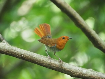 2021年6月26日(土) 三宅島の野鳥観察記録