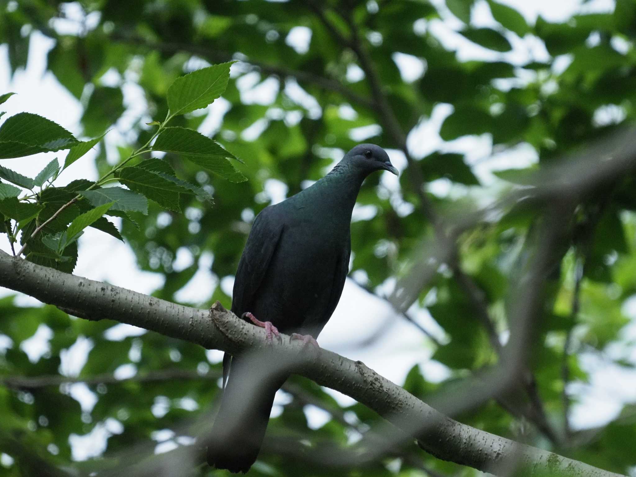 Black Wood Pigeon