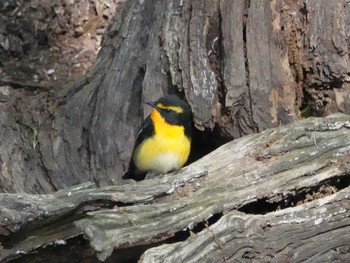 2019年4月27日(土) 春日井市の野鳥観察記録