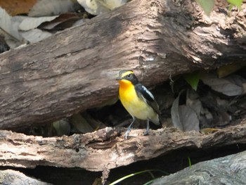 Mon, 4/22/2019 Birding report at 春日井市