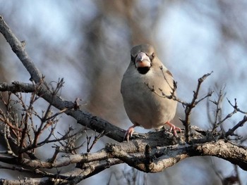 2019年2月23日(土) 春日井市の野鳥観察記録