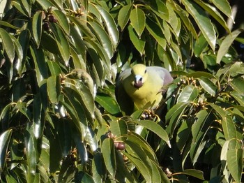 2020年1月11日(土) 春日井市の野鳥観察記録