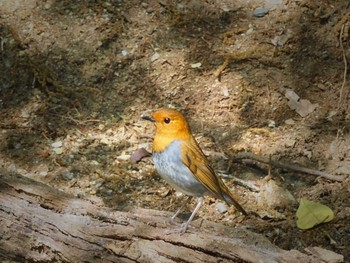 2021年4月23日(金) 春日井市の野鳥観察記録