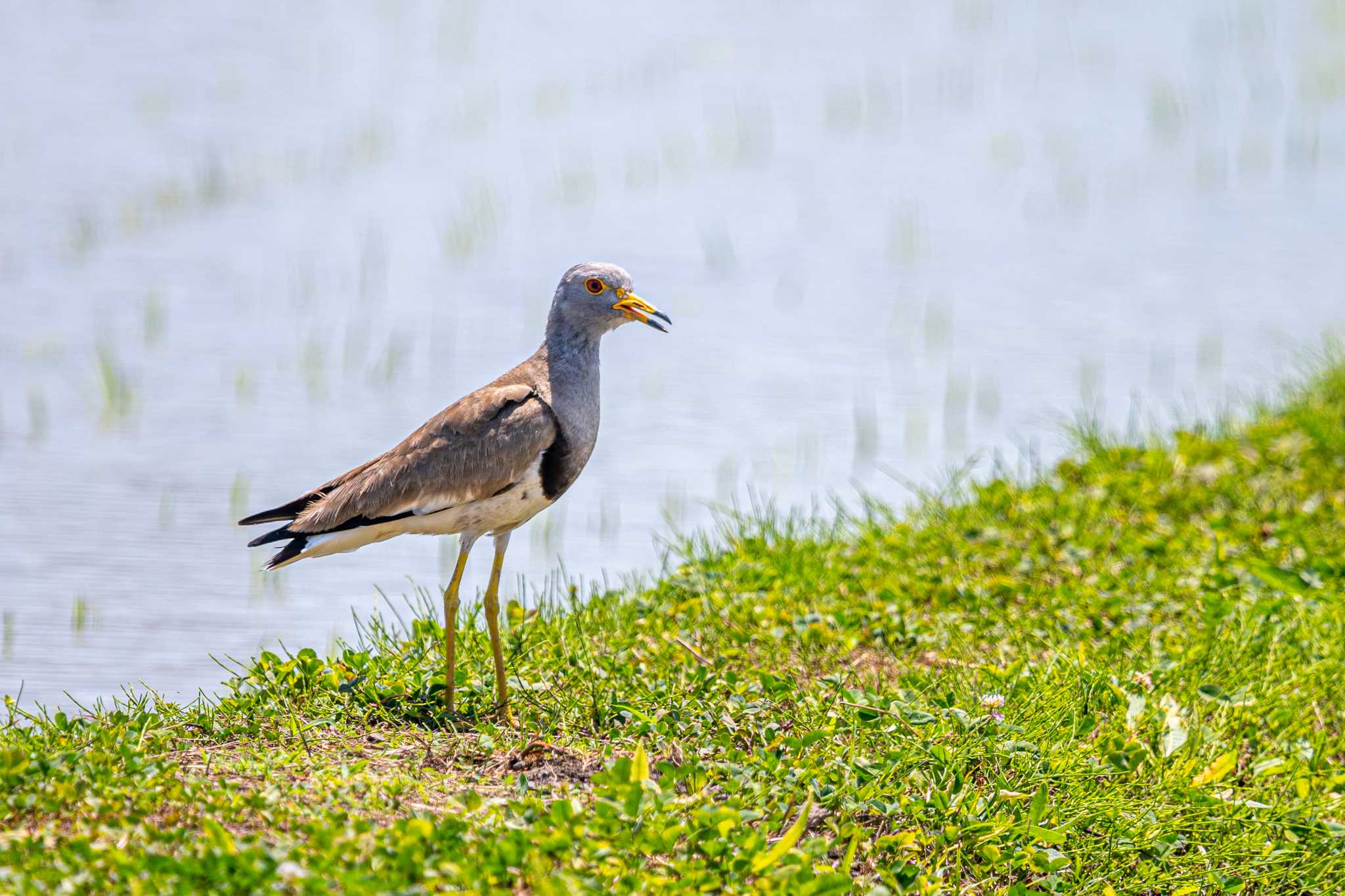 Photo of Grey-headed Lapwing at 明石市大久保町 by ときのたまお