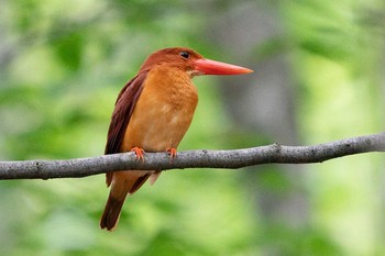 Ruddy Kingfisher 八東ふるさとの森 Mon, 6/21/2021