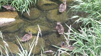 Mallard 安春川(札幌市北区) Tue, 6/29/2021