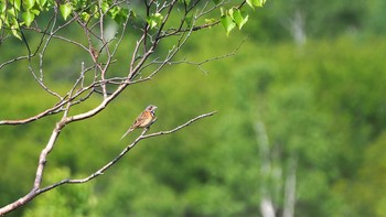 Chestnut-eared Bunting Senjogahara Marshland Sun, 6/27/2021