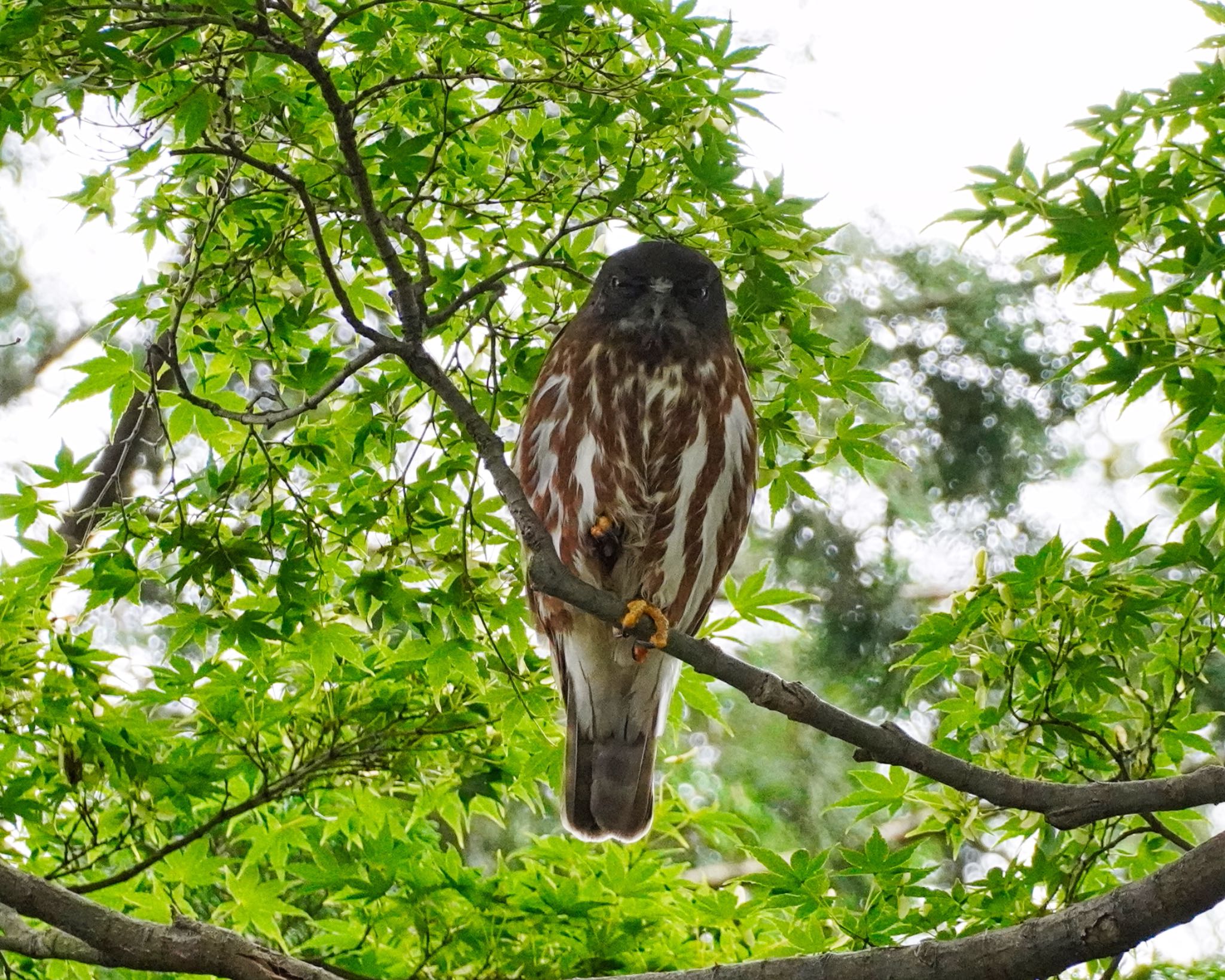 八王子市 アオバズクの写真 by Toshi Yama