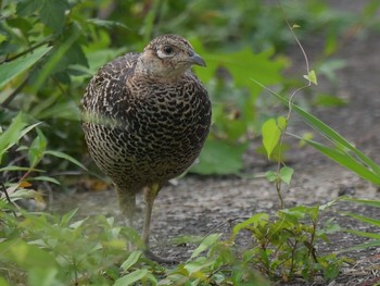 Green Pheasant Unknown Spots Sun, 6/27/2021