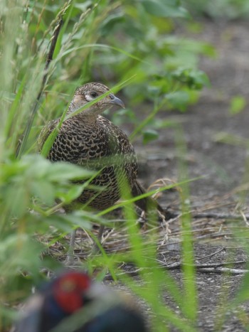 Green Pheasant Unknown Spots Sun, 6/27/2021