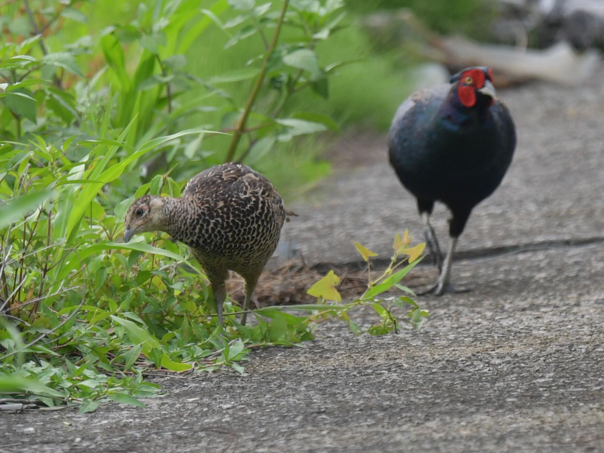 Photo of Green Pheasant at  by ヨウコ