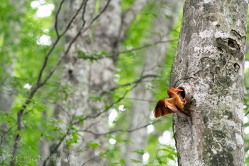 Ruddy Kingfisher 八東ふるさとの森 Tue, 6/22/2021