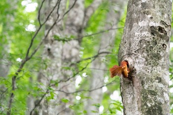 Ruddy Kingfisher 八東ふるさとの森 Tue, 6/22/2021