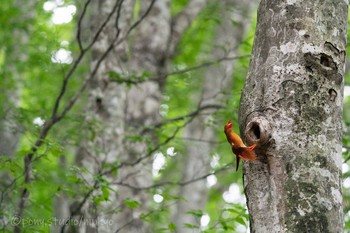 Ruddy Kingfisher 八東ふるさとの森 Tue, 6/22/2021