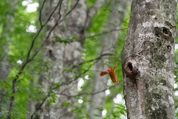 Ruddy Kingfisher 八東ふるさとの森 Tue, 6/22/2021