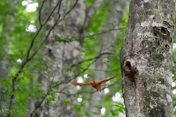 Ruddy Kingfisher 八東ふるさとの森 Tue, 6/22/2021