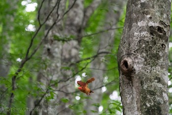 Ruddy Kingfisher 八東ふるさとの森 Tue, 6/22/2021