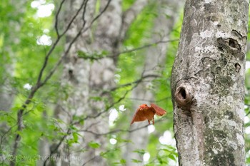 Ruddy Kingfisher 八東ふるさとの森 Tue, 6/22/2021