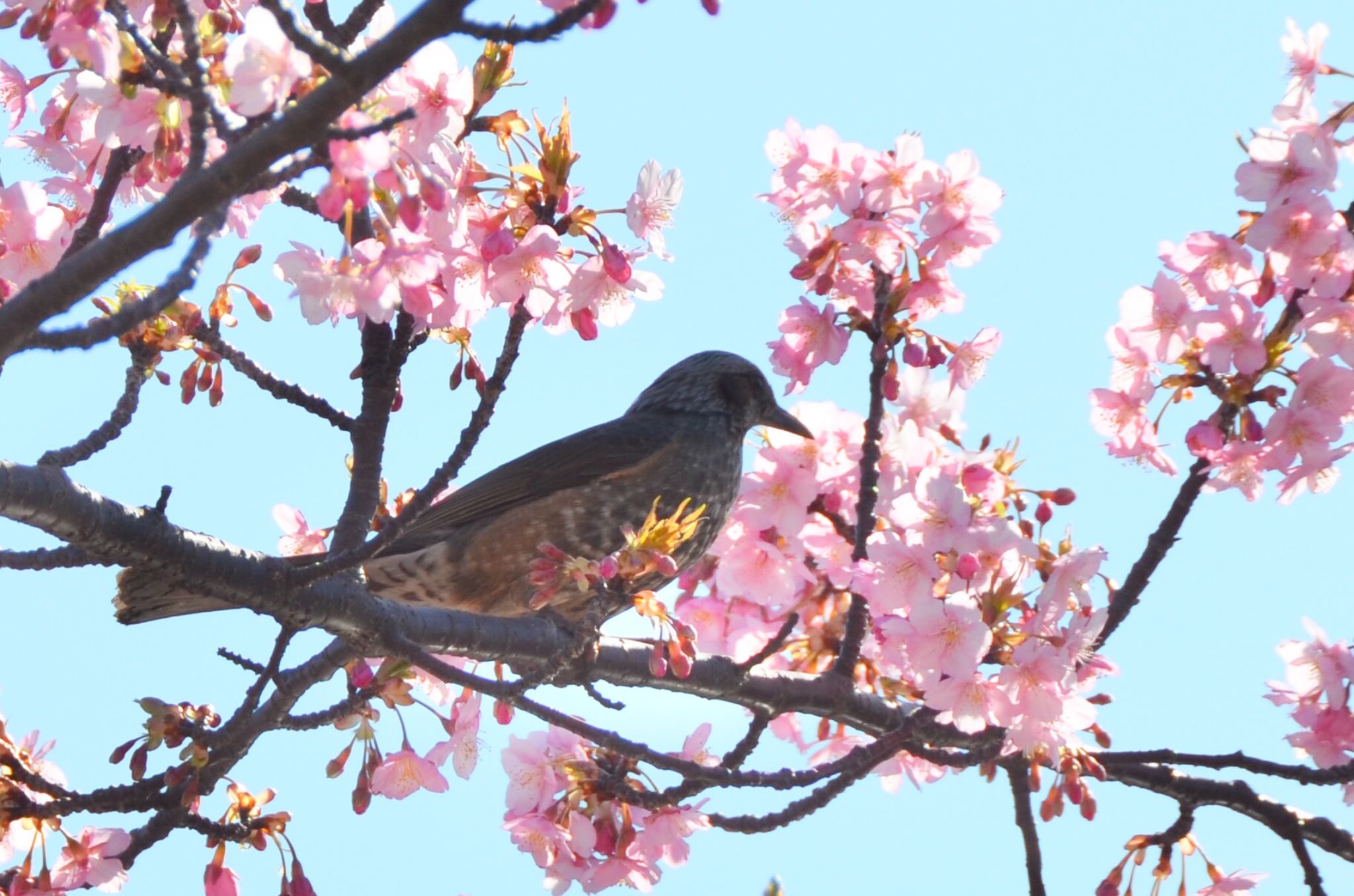 旧中川水辺公園 ヒヨドリの写真 by あらどん